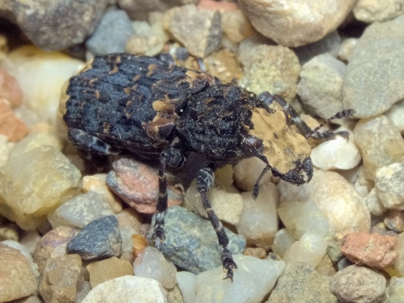 Platyrhinus resinosus (Scopoli, 1763)